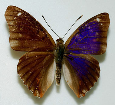 Apatura ilia male (lesser purple emperor aberration2) Internet Image property of respective owner, non-commercial use only
